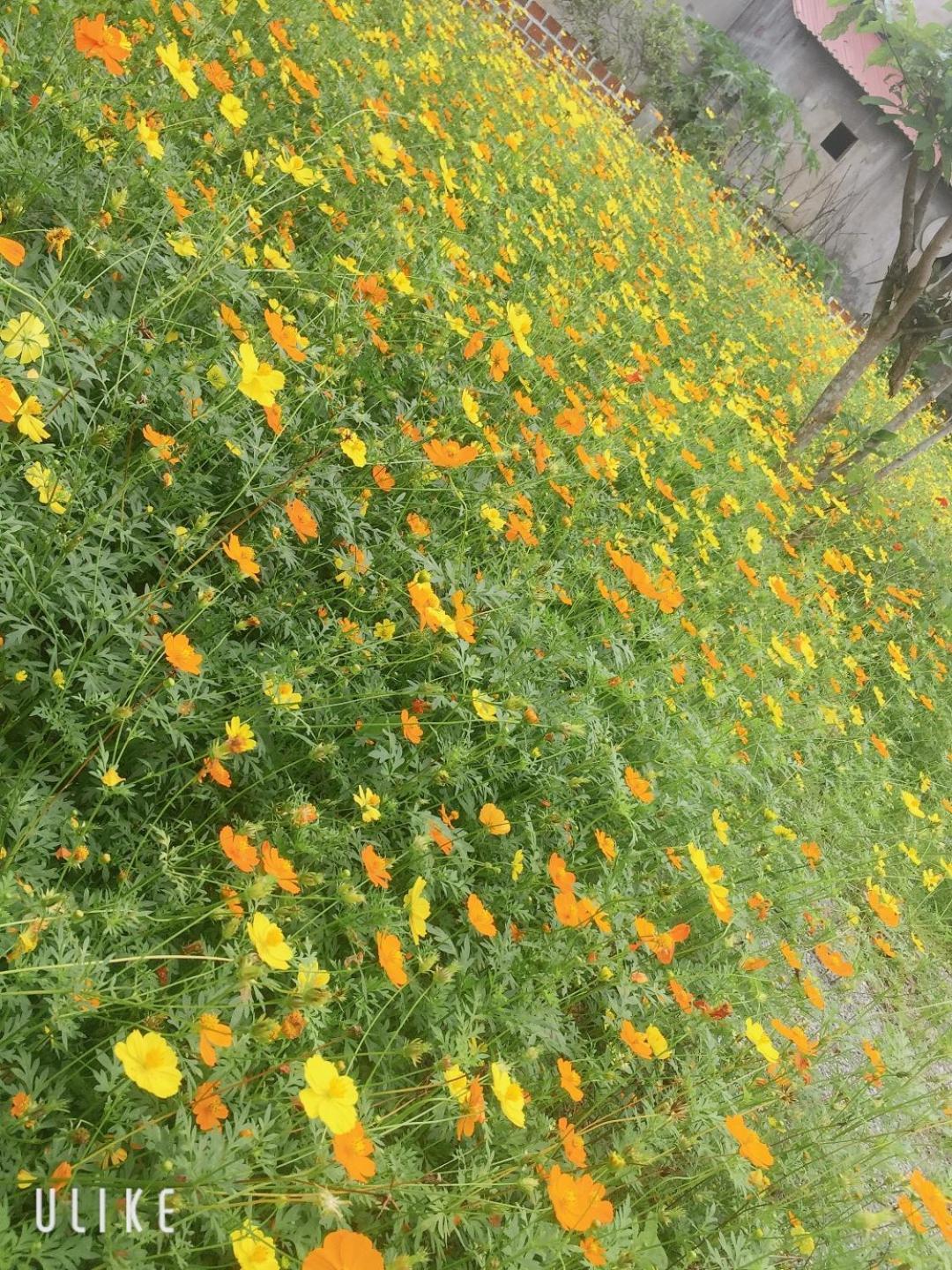 Sunshine Homestay Phong Nha Dış mekan fotoğraf