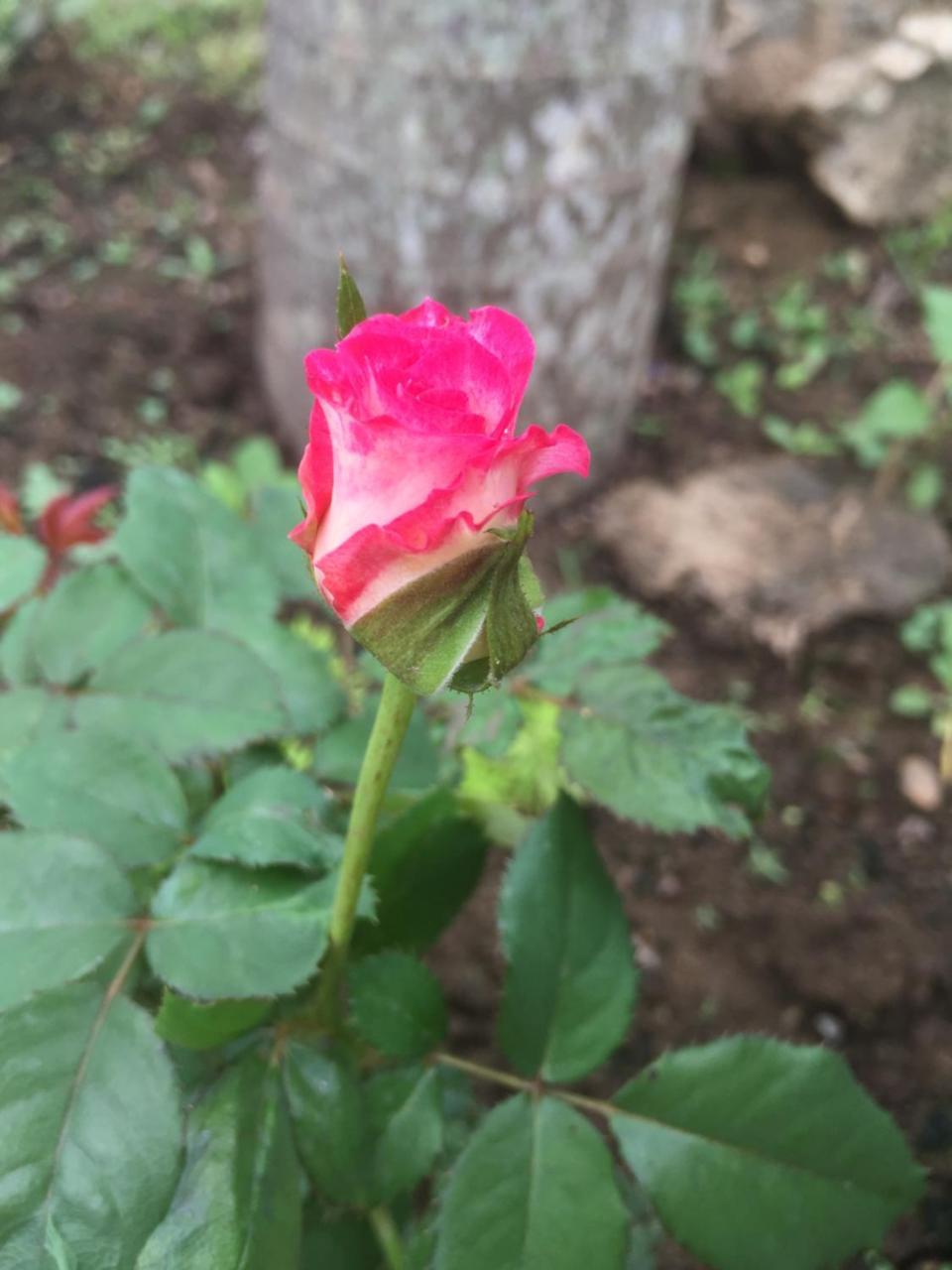 Sunshine Homestay Phong Nha Dış mekan fotoğraf